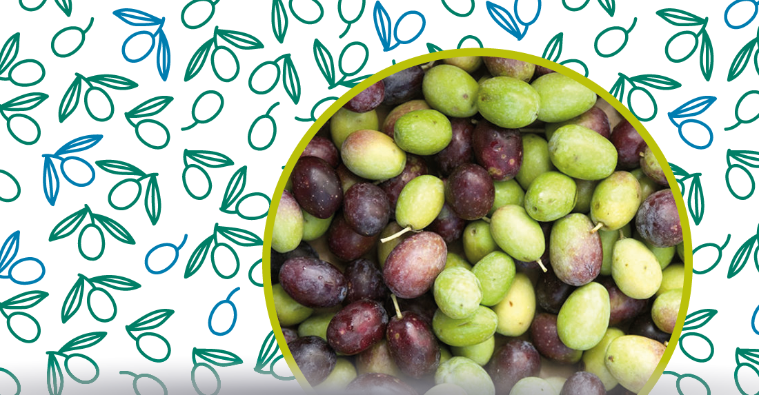 la maturazione delle olive