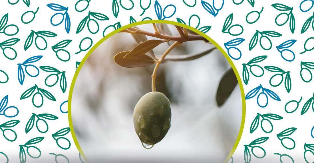 lolio di oliva di olive peranzana