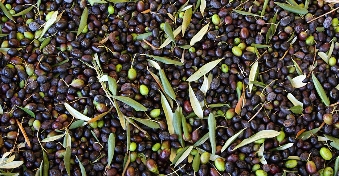 olive pugliese con bassa acidità