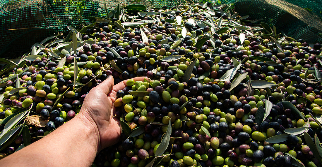 il nostro olio delicato d
