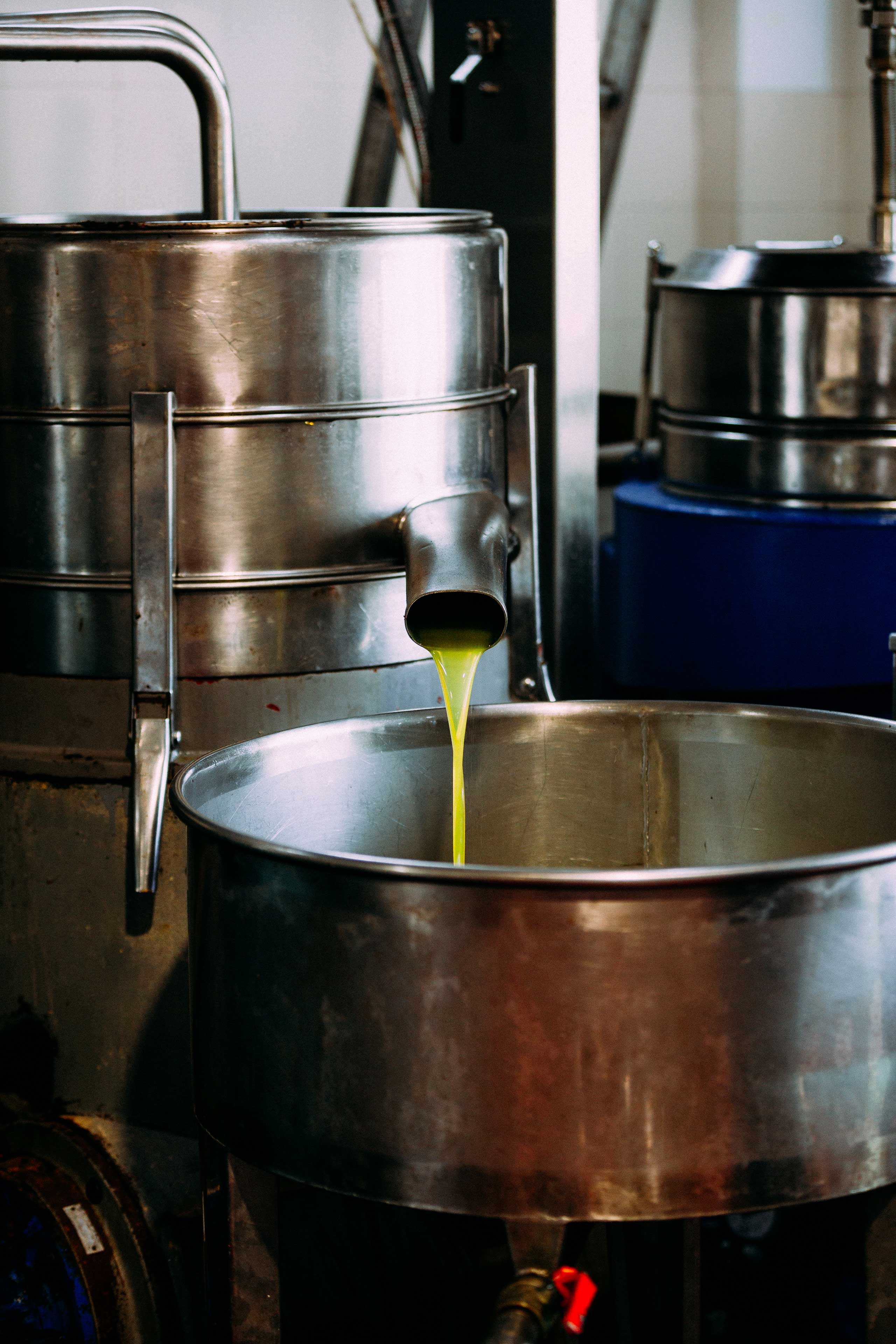 la spremitura dell'olio nuovo