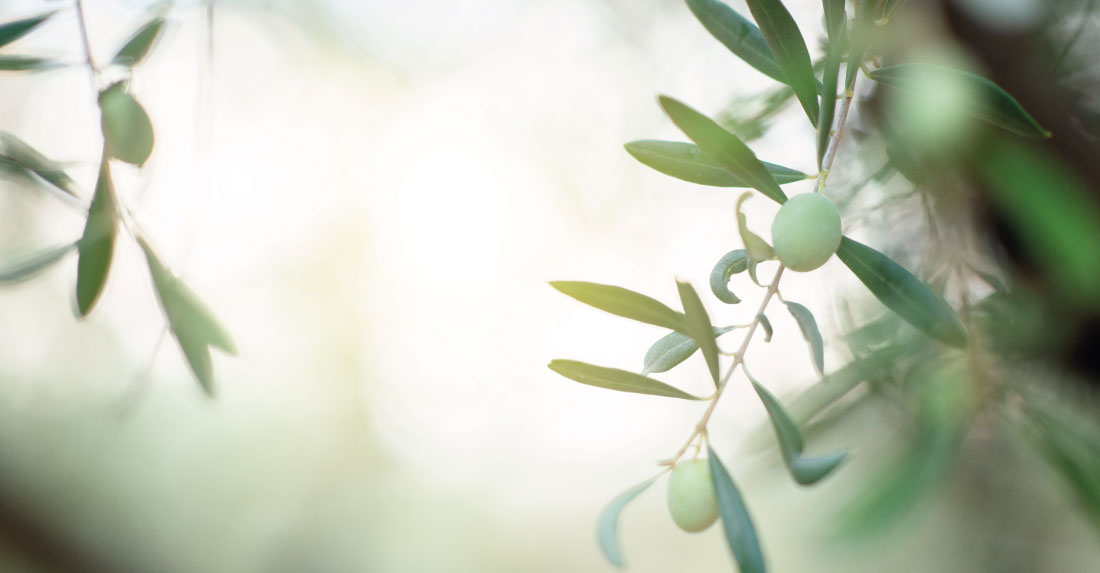 olio evo latta ecologico