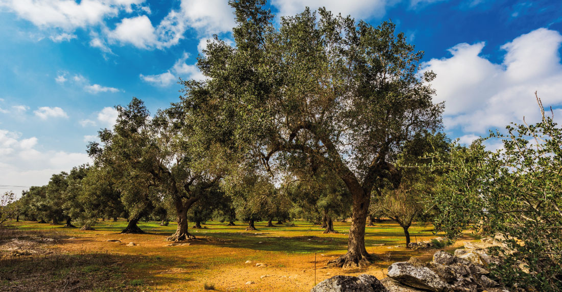 uliveto in puglia