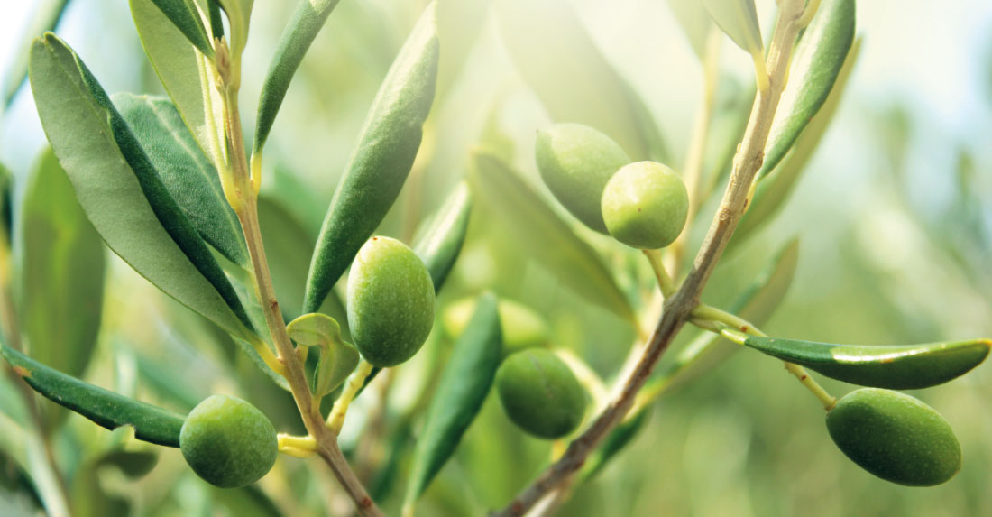 quale olio evo ecologico scegliere